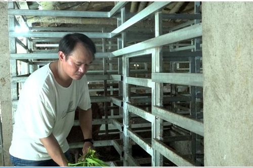 Con vật chỉ ăn cỏ ăn lá mà 'trả' tiền cục cho nông dân