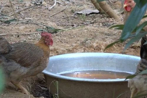 Thành công từ mô hình nuôi gà dược liệu
