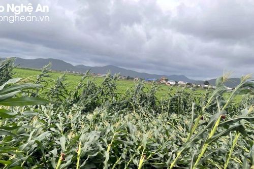 Hàng trăm hecta cây trồng vụ đông ở Nghệ An bị úng ngập, đổ ngã do mưa lớn