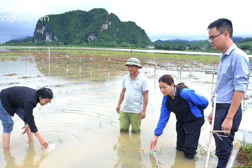 Nhiều tuyến giao thông và hàng trăm ha cây trồng bị ngập tại Anh Sơn, Con Cuông, Tân Kỳ