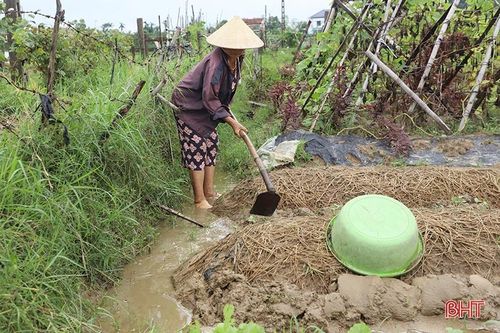 Nông dân Hà Tĩnh tốc lực 'cứu' rau màu sau mưa lớn