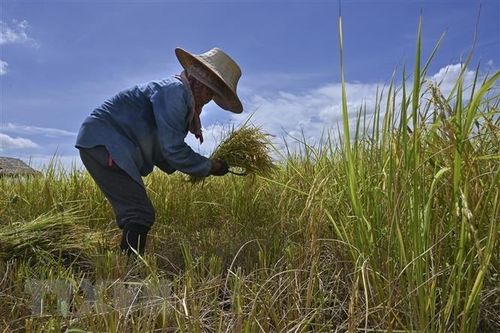Nội các Thái Lan thông qua kế hoạch giãn nợ cho nông dân