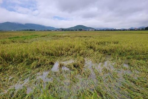 Thanh Hóa: Mưa lớn trên diện rộng ảnh hưởng đến sản xuất, giao thông