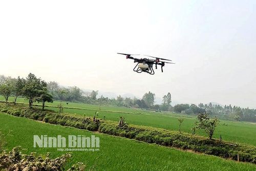 Làm giàu từ việc trồng lúa thời 4.0