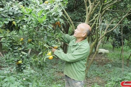 Đảng bộ xã Mường Thải lãnh đạo nhân dân phát triển kinh tế