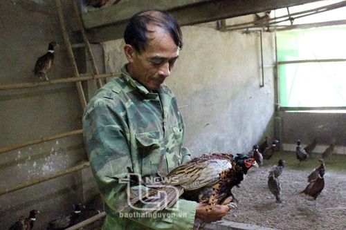 Làm giàu từ nuôi con đặc sản