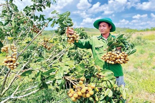 Giảm nghèo vùng chảo lửa Kông Chro