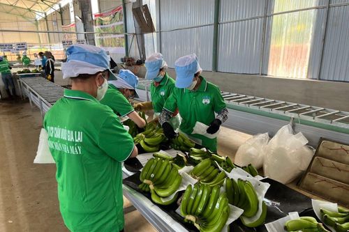 HAGL thông qua phương án chào bán 130 triệu cổ phiếu riêng lẻ