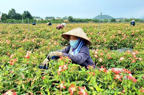Sơn Tây tập trung xây dựng nông thôn mới nâng cao, kiểu mẫu
