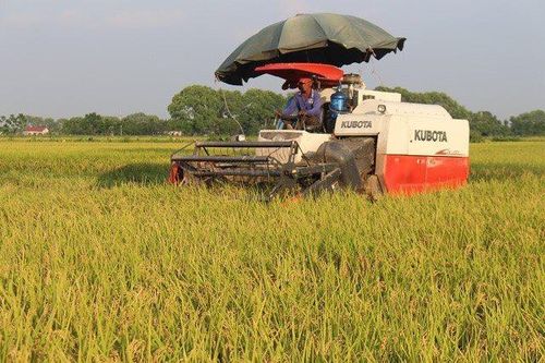 Hà Nội: Khẩn trương thu hoạch lúa mùa, triển khai vụ đông