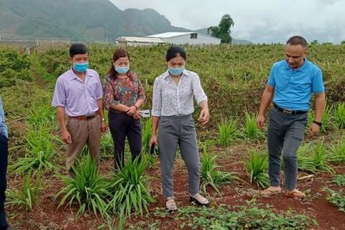 Cần có giải pháp cụ thể về việc bảo tồn và phát triển cây thuốc quý