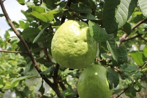 Ổi Hoành Bồ làm 'đại sứ du lịch'
