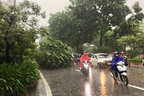 Hà Nội: Mưa lớn khiến hàng trăm héc-ta cây trồng thiệt hại