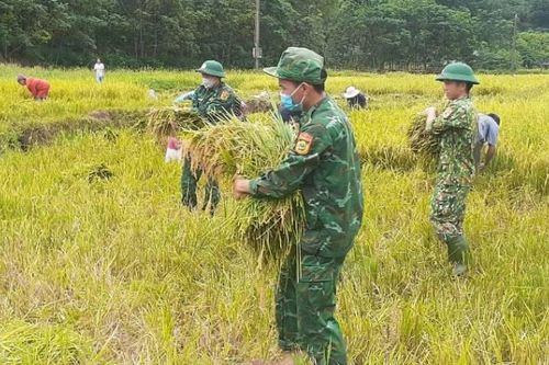 Bộ đội Biên phòng Quảng Bình giúp nhân dân vùng biên giới thu hoạch lúa