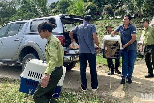Thả 5 cá thể vượn đen má hung về Vườn quốc gia Tà Đùng tỉnh Đắk Nông