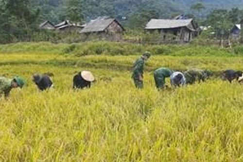 Bộ đội Biên phòng Quảng Bình giúp dân thu hoạch lúa