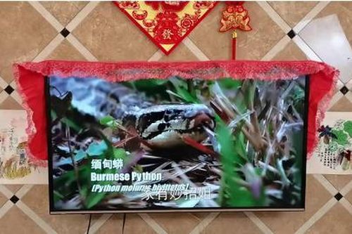 Món đồ không nên đặt cạnh tivi, coi chừng tai họa ập đến