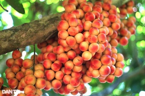 Quả đặc sản chín đỏ rực trên thân cây, không cần chăm vẫn 'hưởng lộc'