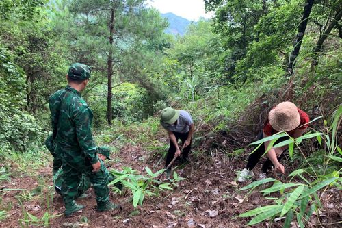 Dựng 'vành đai xanh' trên biên giới Lạng Sơn