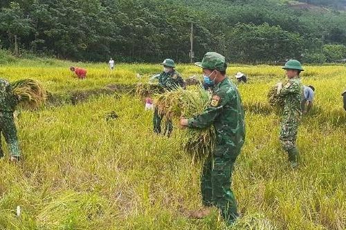 Quảng Bình 'gặt' mùa vàng thắm thiết tình quân - dân