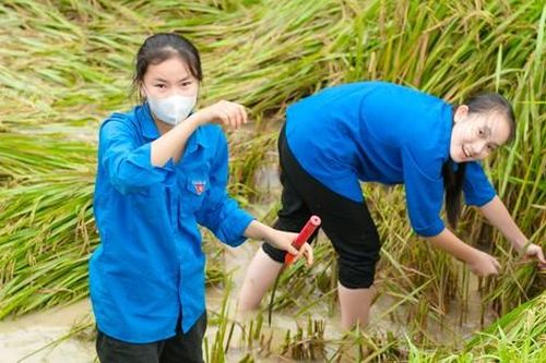 Lúa đổ rạp sau mưa lớn, thanh niên xuống đồng giúp người dân thu hoạch