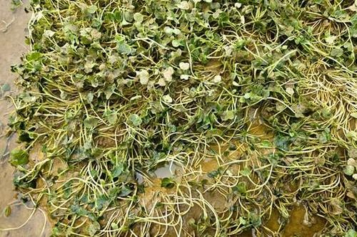 Mưa xối xả, nông dân thắt ruột nhìn rau màu chìm trong biển nước