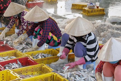 Cảng biển có đội tàu cá đông nhất cả nước