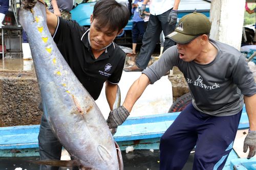 Ngư dân Khánh Hòa bám biển, nỗ lực tháo gỡ 'thẻ vàng' IUU