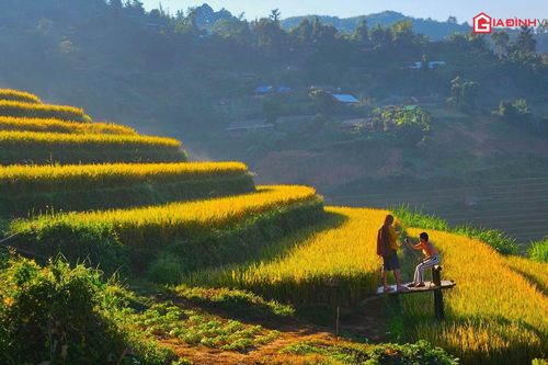 Mùa vàng Mù Cang Chải