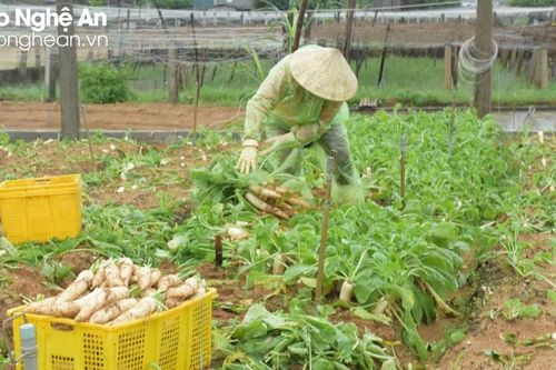 Nông dân Nghệ An khẩn trương thu hoạch rau chạy lụt