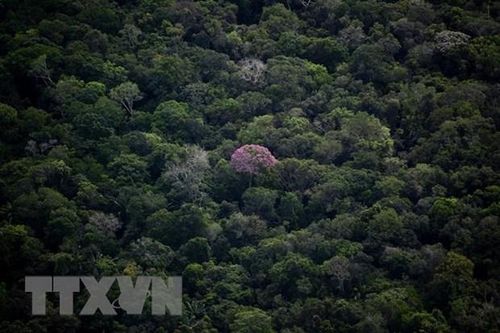 Thiết bị sử dụng trí tuệ nhân tạo ngăn chặn nạn chặt phá rừng