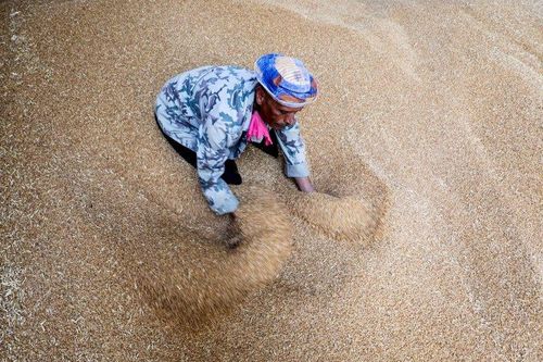 Ai Cập đàm phán với Nga để mua 1 triệu tấn lương thực