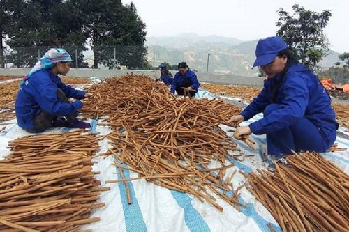 Tận dụng lợi thế đưa dược liệu thành ngành kinh tế có giá trị cao