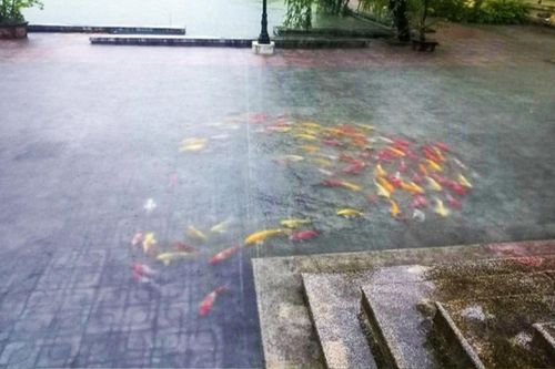 Đàn cá Koi vượt ao bơi tung tăng trên sân Ủy ban huyện, clip ghi cảnh hy hữu