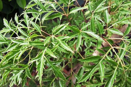 Loại cây cảnh được ví là 'thuốc bổ' của mọi gia đình Việt, tốt như sâm