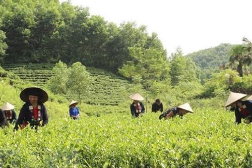 Liên kết hạ tầng, chính sách để thúc đẩy vùng trung du và miền núi Bắc Bộ phát triển