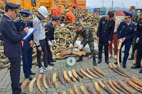 Săn bắt, buôn bán sản phẩm động vật hoang dã vẫn nhức nhối