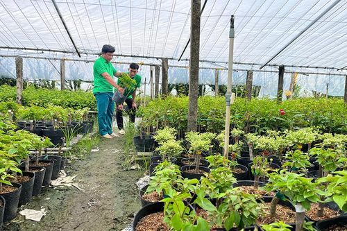Huyện Lai Vung tập trung phát triển ngành hàng hoa kiểng