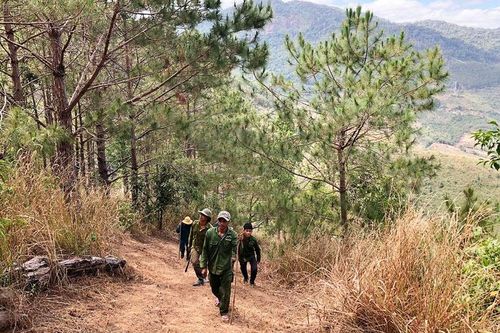 Đẩy mạnh trồng rừng gắn với tạo sinh kế cho người dân