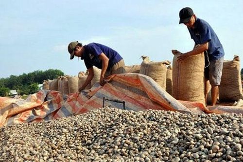 Việt Nam là nhà cung cấp hạt điều số 1 thế giới