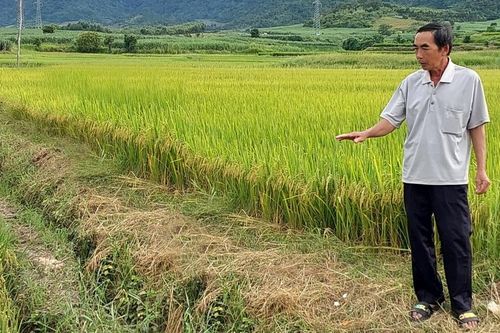 Đak Pơ đưa giống lúa chất lượng cao vào sản xuất
