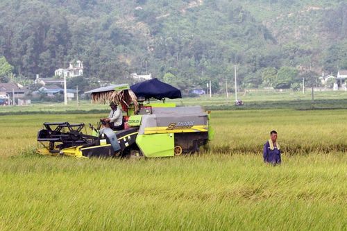 Đại Từ: Phấn đấu gieo trồng gần 2.700ha cây vụ đông