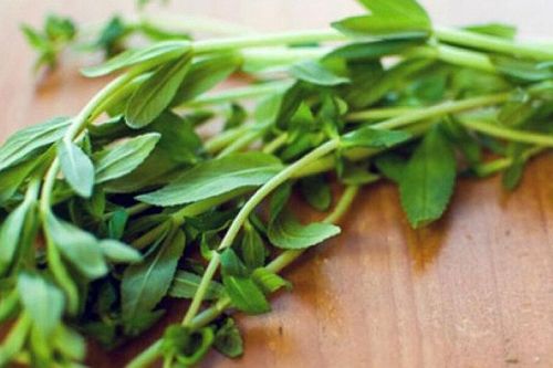 Tác dụng của rau ngổ không phải ai cũng biết