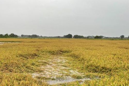 Hà Nội mưa lớn, khẩn trương bảo vệ diện tích sản xuất nông nghiệp