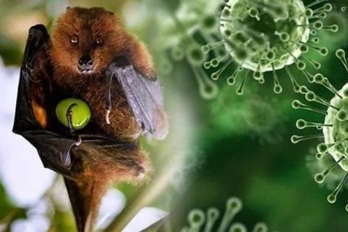 Không chủ quan với vi rút Nipah