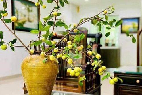 5 loại cành quả mùa thu cắm bình cực đẹp, tươi lâu hơn hoa, khiến ngôi nhà sáng bừng năng lượng tích cực và rất 'trendy'