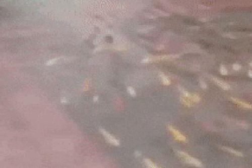 Ngập vì mưa lớn, đàn cá koi 'vượt' ao lên sân ủy ban huyện