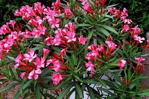 Điểm danh loạt cây cảnh chứa chất độc chết người - Phần 1