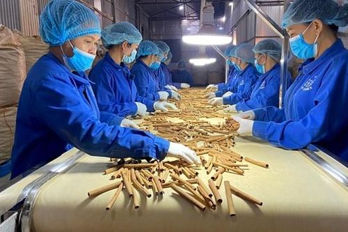 Dược liệu có tiềm năng trở thành một ngành kinh tế