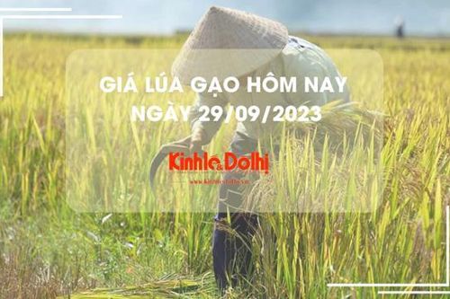 Giá lúa gạo hôm nay 29/9/2023: Giá lúa ổn định, giá gạo tăng nhẹ
